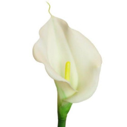 Calla Lilie Blüte...