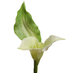 Calla Lilie Blüte...