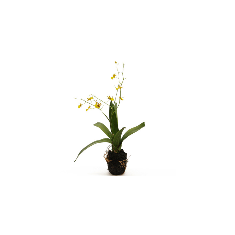 Orchidee Oncidium gelb-braun in Erde|44 cm