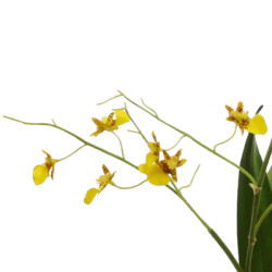 Orchidee Oncidium gelb-braun in Erde|44 cm