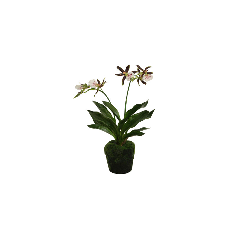 Orchidee Zygo braun-rosa in Erde|43 cm