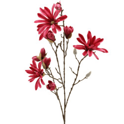 Japanischer Magnolienast...