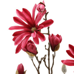 Japanischer Magnolienast Beauty Purple | 89 cm