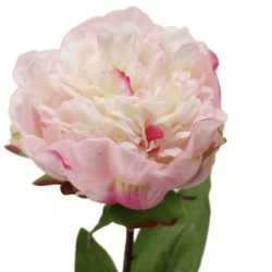 Pfingstrose Päonie Beauty...