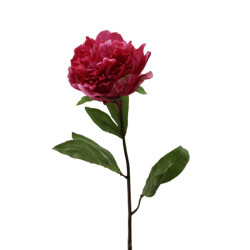 Pfingstrose Päonie Beauty...