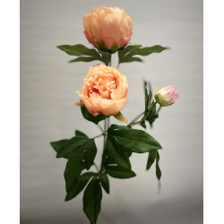 Pfingstrose Päonie 3 Blüten...