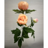 Pfingstrose Päonie 3 Blüten Apricot | 70 cm
