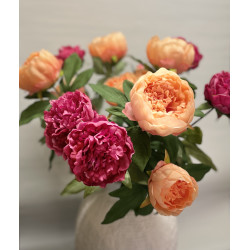 Pfingstrose Päonie 3 Blüten Apricot | 70 cm