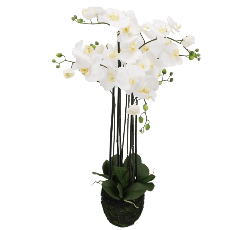 Phalaenopsis Orchidee creme in Erde groß| 98 cm