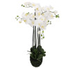 Phalaenopsis Orchidee creme in Erde groß| 98 cm