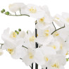 Phalaenopsis Orchidee creme in Erde groß| 98 cm