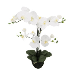 Phalaenopsis Orchidee weiß...