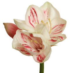 Amaryllis creme-rot...