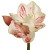 Amaryllis creme-rot Super-touch| 58 cm